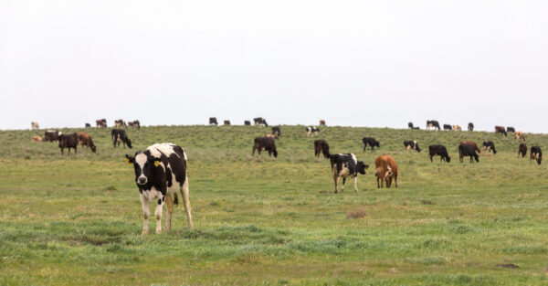 biodynamic dairy farm . cows in green pasture Adelaide Hills